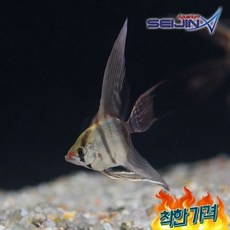 하프 엔젤피쉬 [1마리], 1개