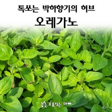 [모종심는아빠] 톡쏘는 박하향기의 허브 오레가노모종, 1개