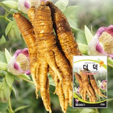 더덕종자 더덕씨 씨앗 1000립 대포장 100g 500g, 1개