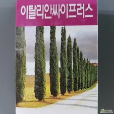 나무사랑 싸이프러스 이탈리안싸이프러스 50센치내외
