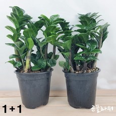곰플라워 보석금전수소품 1+1 돈들어오는금전수, 1개, 그린
