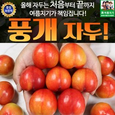 청송자두