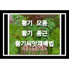 황기종근 50주 황기모종 황기씨앗재배, 1개