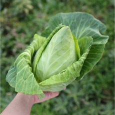 해풍맞고 자란 제주 꼬깔양배추, 1박스, 5kg