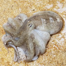 추천2 서천쭈꾸미