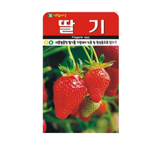 감성딸기밭