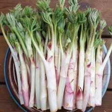 자연산 참두릅 땅두릅, 1kg, 2개