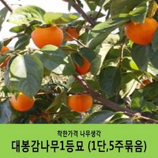 수목감별120제