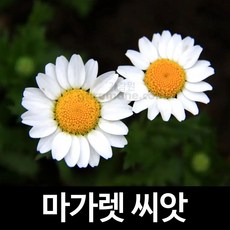 마가렛씨앗 마가렛 씨앗 꽃씨 marguerite seed 100알, 1개