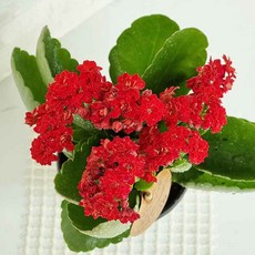 카랑코에 키우기 카랑코 칼란디바 해초바구니 랜덤발송, 단품, 본상품선택, 1개