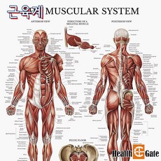 근육과골격의촉진술의기본(그림으로이해하는인체이야기)