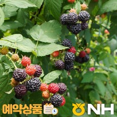 지리산농협하나로마트-지리산 고랭지 토종복분자 GAP인증