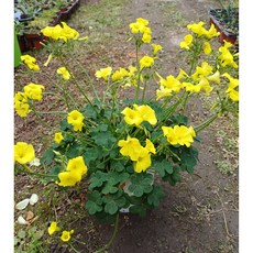 행복한꽃순이//노란공이세르누아사랑초(15cm분), 1개