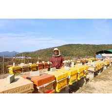 나나농원 벌집꿀 선물세트 꿀선물세트 토종 벌꿀 양봉장직거래 7번 팩 벌집꿀 290g 290g 1개 상품 이미지