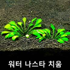 워터 나스타 치움 (1뿌리) 수초몰 네로리프 초보자수초 자연수초, (특가) 1뿌리