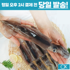 국내산 선동 급냉 초코오징어 통오징어 5미 10미 1kg 통찜용 숙회용 초콜렛오징어, 중(180g전후 x 5미), 1개