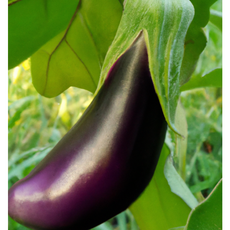 당일수확 특품 햇 가지 2Kg 4Kg 8Kg 무수정가지 [원산지:국내산] 산지직송, 1박스