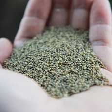 2020년 국산 청차좁쌀 1kg 청 차조 좁쌀
