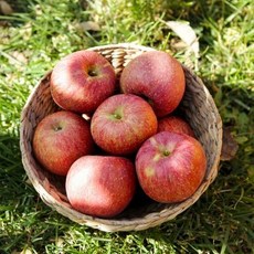 eTV 경북 안동 부사사과(흠과 보조개사과) 중과 5kg