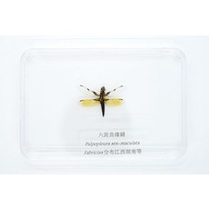 매미박제