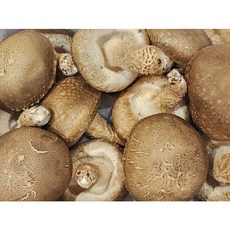 선물용및알뜰용 착한 송화버섯 송향버섯 송화송고 송화고 가정용500g, 1개, 500g