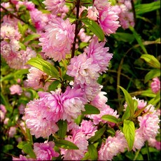 d2d36aa4d8300ae37c48c9ffafa619ea82217c4ed8d31bbd250cc65ea37a.jpg