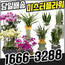 대구광역시 서구 승진축하화분 [친절한 꽃배달 미스터플라워], (1)_금전수, 1개