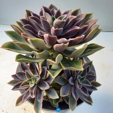 2c7d125b705c0e23ca46dd97bb78f193ed6b09c04ef237efbb7075857454.jpg