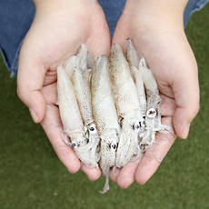 국내산 생물 냉동 꼴뚜기 호래기, 1팩, 횟감용 호래기 1kg (급냉)