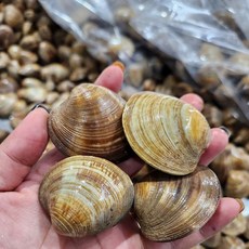 제철 백합조개 1kg 20미내외 백생합 해감 캠핑 조개구이 조개, 1개, 1kg_20미내외