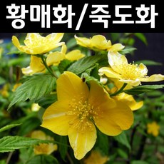 황매화/죽도화(홑 겹 랜덤) 나무 묘목 H1.0m 3개/정원수 조경수, 1개