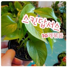 꽃나라엘리스 스킨답서스-10개묶음-물속에도 뿌리가 잘내려 수경재배가 가능한 덩굴식 식물..