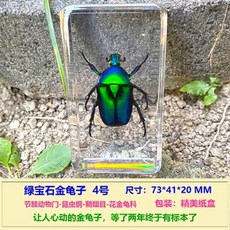 매미박제