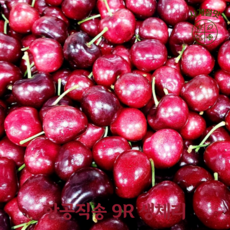 사계절맛 프리미엄 고당도 달콤함을 가득 담은 9.5R 특대 프리미엄 생체리, 1개, 1kg
