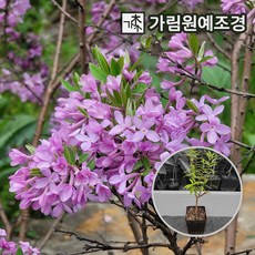 팥꽃나무
