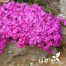 [나무인] 꽃잔디 50개 진분홍 포트묘