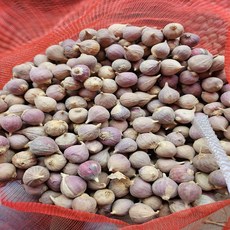 주아씨마늘 주아통마늘 한지형 의성씨마늘 1kg, 1개, 의성토종씨마늘 중품3kg 약 120-130개