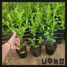 블루베리나무