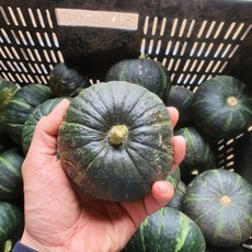 땅끝마을 해남 미니 밤호박 단호박 보우짱 중과(350~450... 4개, 소과 (250~350g)