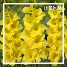 글라디올러스 모차르트 5주 묶음
