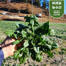 [당일수확]남해 보물초 노지 시금치 해풍이 키운 명품 남해시금치, 1개, 1kg