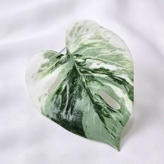 게코더가든 크레스티드게코 사육장 입문자용, 1세트, 나뭇잎 백업