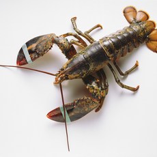 스파이니랍스터