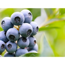 새벽수확 생 블루베리 농장직송, 4세트, 100g