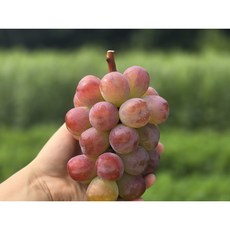 바이올렛킹 알사탕 포도 백화점에서만 볼 수 있던 희귀포도, 바이올렛킹 알알이, 1개
