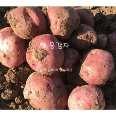 홍감자