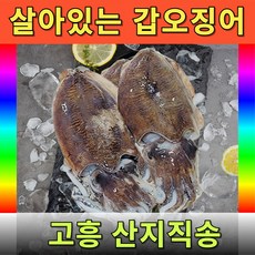 살아있는 횟감가능한 국내산 갑오징어 생물