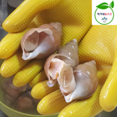 포항 제철 백고동 1kg 생물 자숙 백골뱅이, 1세트, 생물 [중]1kg 30미내외