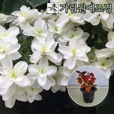 떡갈잎수국