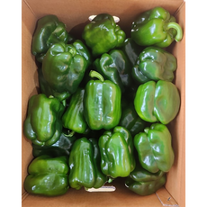 [재구매율 BEST] 국산 싱싱한 청피망 고랭지피망 농가직송, 1개, 2kg (상)